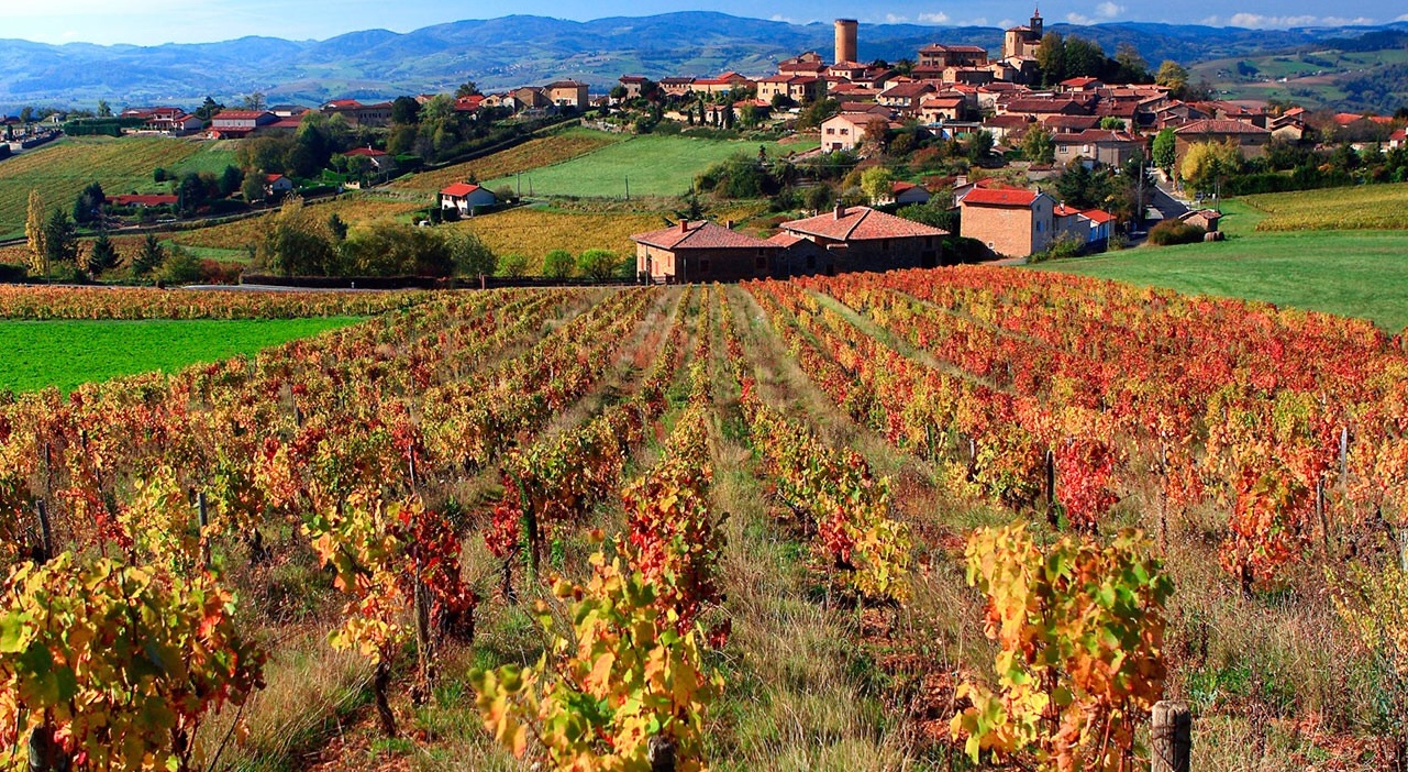 Autumn vineyard rows leading to a hillside village