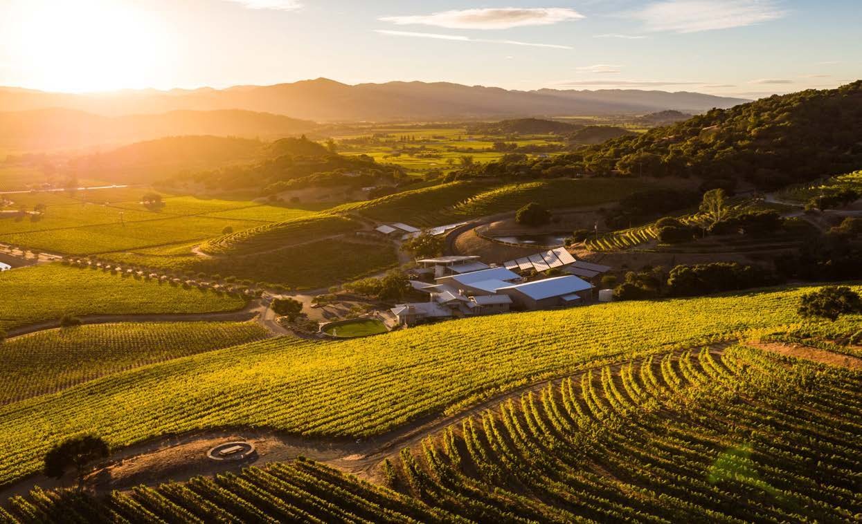 Vineyard rows and the land where wine begins